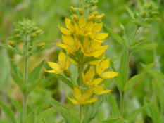 Lysimachia punctataPuntwederik bestellen